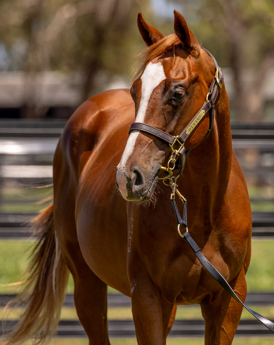 OWNER HORSE ★DEEP SKY Deep Sky(JPN) | JBIS-Search